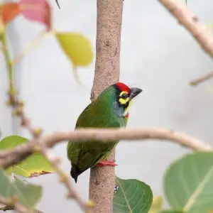 can a barbet live in indonesia