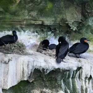 Cormorants Nesting on Cape Point