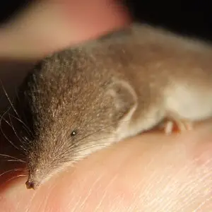 Greater white-toothed shrew Crocidura russula, photographed in my kitchen in Rozenburg, Netherlands