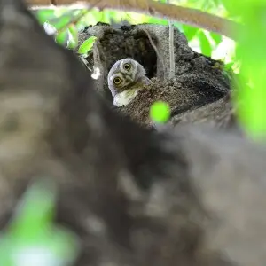 Spotted Owlet Chick Checking on Guests outside its Nest