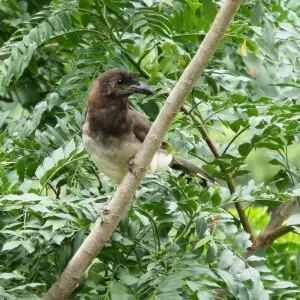 Brown Jay (Cyanocorax morio), Aserr?, San Jos?, Costa Rica