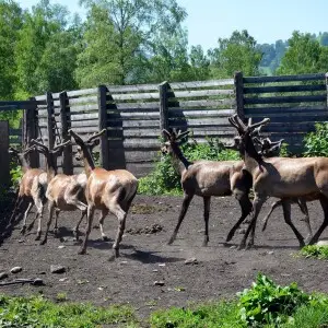 defensive behavior of deer
