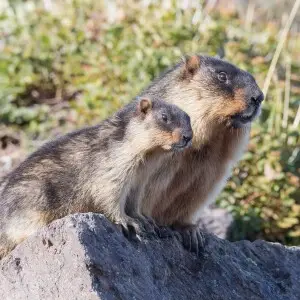 A pair of Black-capped marmots (Marmota camtschatica)  in habitat. South Kamchatka Nature Park, Kamchatka Peninsula, Russia