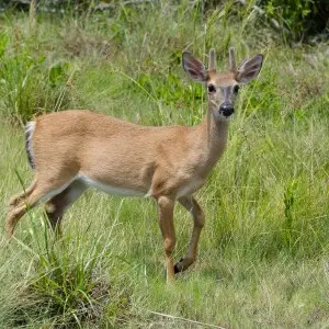This image shows a Key deer (Odocoileus virginianus clavium, an endangered species of deer native of the Florida Keys) on Big Pine Key (one of the few remaining keys that are still inhabited by deer).