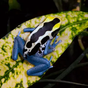 This colouration/morph of D.tinctorious is known as Patricia