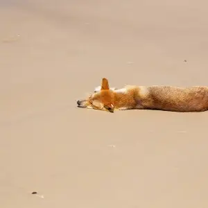 Dingo resting at beach in Fraser Island Australia