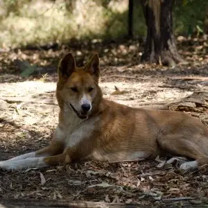 a dingo who is just relaxing&#160;;)
