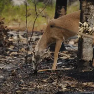 A Key Deer in an area burned the previous day in a prescribed fire at National Key Deer NWR Photo by Josh O'Connor - USFWS