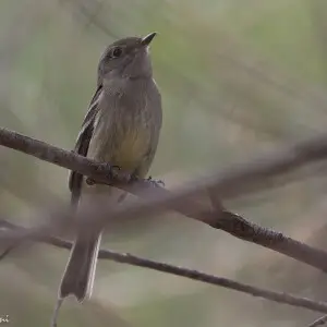 Dusky Flycatcher | San Pedro River | Sierra Vista | AZ|2017-04-27|08-57-38-2.jpg