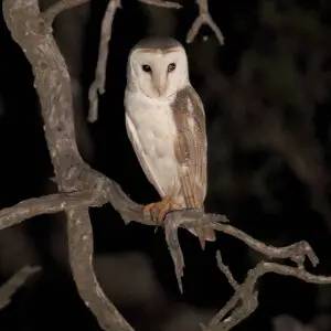 Eastern Barn Owl (Tyto alba delicatula)
