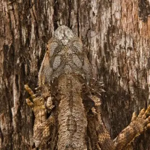 The Camouflage of an Eastern Bearded Dragon (Pogona barbata) blends almost perfectly with its environment. Photographed in Victoria Park, Brisbane, QLD.
