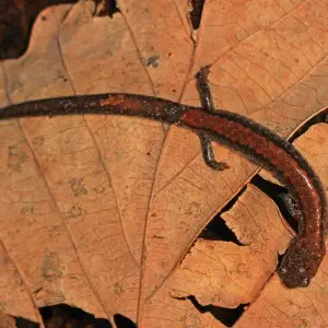 Eastern Red-back Salamander - Plethodon cinereus, National Wildlife Federation, Reston, Virginia