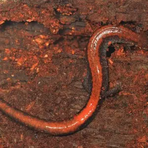 Eastern Red-backed Salamander - Plethodon cinereus, Elizabeth Hartwell Mason Neck National Wildlife Refuge, Mason Neck, Virginia