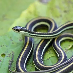 Thamnophis Sauritus Sauritus - Facts, Diet, Habitat & Pictures On ...