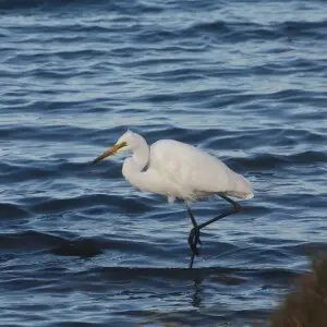An Egret wades along the shoreline of the Coorong National Park