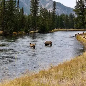 Wild elk in Yellowstone National Park