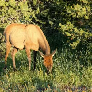 Elk in Yellowstone. 2014.