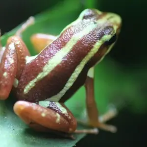 This is a picture of Epipedobates tricolor (Phantasmal poison frog). For more pictures visit www.beebeetle.com/animals/?id=37308.