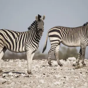 Burchell's plains zebra and Hartmann's mountain zebra in Etosha National Park, Namibia.