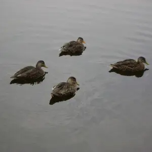 Parvada de patos nadado en lago en Parque Ecol?gico de Xochimilco, delegaci?n Xochimilco, Ciudad de M?xico