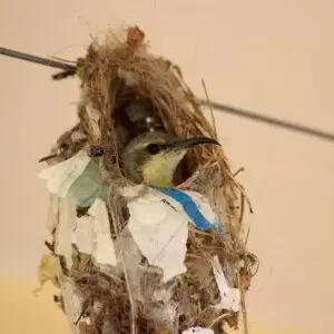 A female sunbird making nest