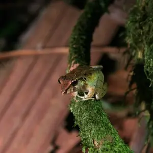 Fitzinger's Rain Frog (Craugastor fitzingeri)