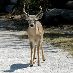 Key Deer (Odocoileus virginianus clavium)
Big Pine Key

Florida
