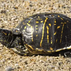 Florida box turtle taken at Smyrna Dunes Park, New Smyrna Beach, FL