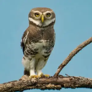 Forest owlet - Facts, Diet, Habitat & Pictures on 