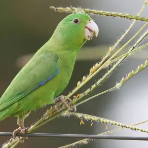 A male Blue-winged Parrotlet in Goi?nia, Goi?s, Brazil.