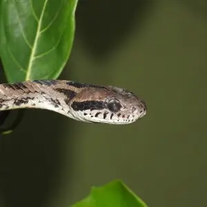 Forsten's Cat Snake Boiga forsteni by Dr Raju Kasambe. Found at BNHS Nature Reserve, Mumbai, Maharashtra