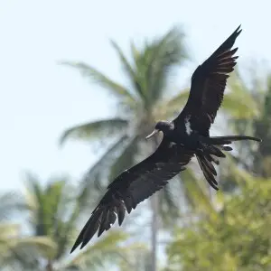 Male of lesser frigatebird (Fregata ariel) at Labuan Tawoa, Batuputih, North Sulawesi