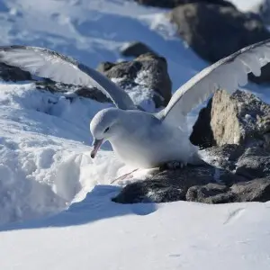 Atterrissage d'un Fulmar pr?s de son nid, Base antarctique Dumont-d'Urville, Terre Ad?lie.