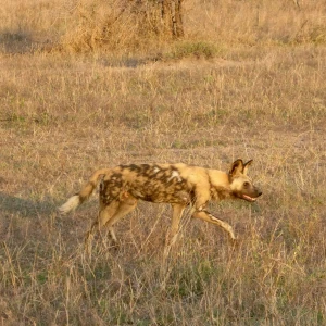 Somali wild dog
