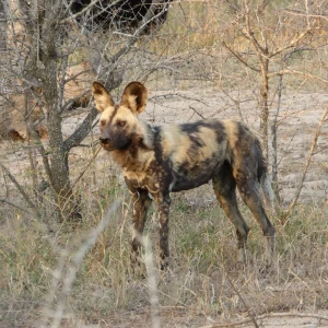 Chadian wild dog