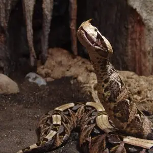 Gaboon Viper at Wilmington's Serpentarium, it is eating a rodent. I took the picture.