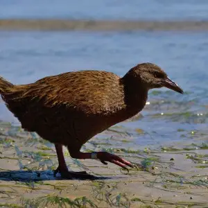 A Weka on a beach at Stewart Island, New Zealand. This subspecies is also called the Stewart Island Weka.