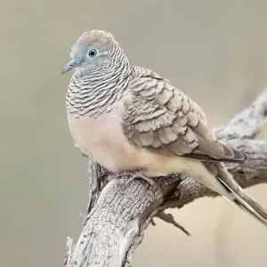Peaceful Dove, Geopelia placida, Glen Davis, Lithgow, New South Wales, Australia
