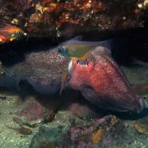 Giant Cuttlefish-sepia apama