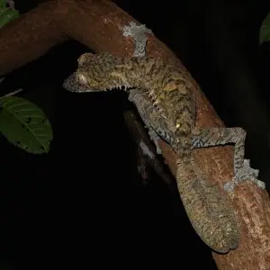 Giant Leaf-tailed Gecko, Nosy Mangabe, Madagascar