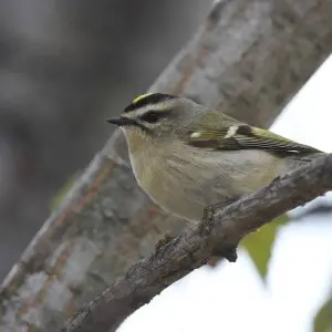 Golden-crowned kinglet - Facts, Diet, Habitat & Pictures on Animalia.bio