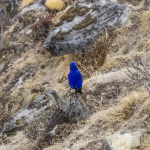 Grandala coelicolor em tundra alpina perto de Zonghla





This is a photo of a natural site in Nepal identified by the ID Sagarmatha National Park