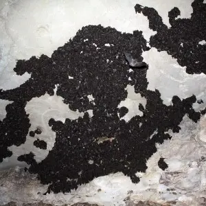 Myotis grisescens at a large hibernaculum, photographed for a population estimate