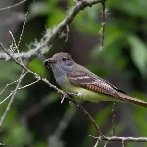 Great Crested Flycatcher | Fall Out | Sabine Woods | TX|2018-04-08|11-39-43.jpg