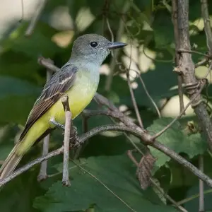 great crested flycatcher, avalon