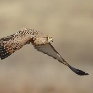 Greater kestrel, Falco rupicoloides, at Dullstroom Bird of Prey &amp; Rehabilitation Centre (captive, tame, flown).