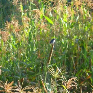 Grey Buschchat - Saxicola ferreus