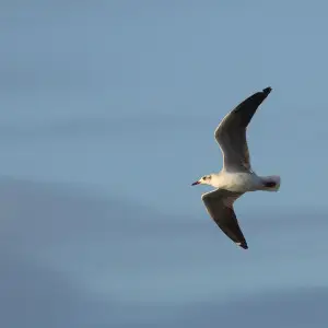 Grey-headed gull Chroicocephalus cirrocephalus (non-breeding plumage). At Umhlanga Rocks, KwaZulu-Natal, South Africa
