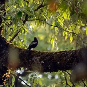 Grey-winged Blackbird Turdus boulboul_male_on a tree_from Siroli, Chamoli Dt. Uttrakhand.