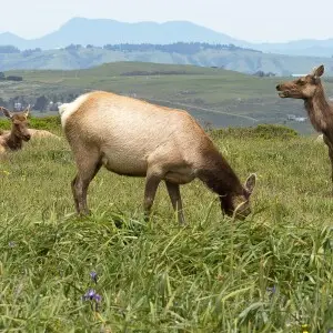 A group of female Tule elk (Cervus canadensis nannodes) at Tomales Point, Point Reyes National Seashore, Marin County, California.
